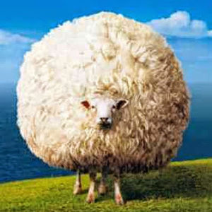 Meet your Posher, Kenneth